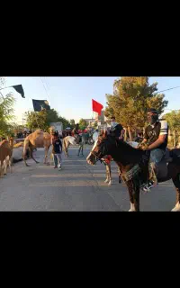 اسب نریون