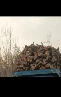 خریدو فروش درخت درباغ