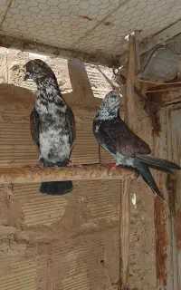 کبوتر پرشی با ضمانت