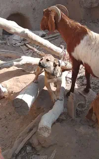 پاپی نگهبان