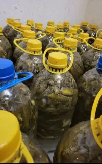 خیارشور خانگی 350 هزار