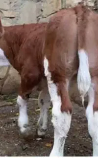 فروش گوساله