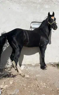 اسب نریان مشکی واکس