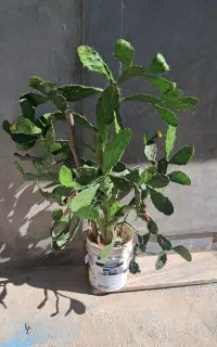 فروش کاکتوس