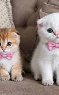 بچه گربه های خوشگل