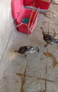 دوتا جوجه بوقلمون نروماده