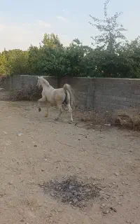 اسب