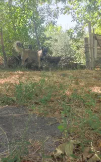 ی عدد سک سرابی زات قدیم پر مو
