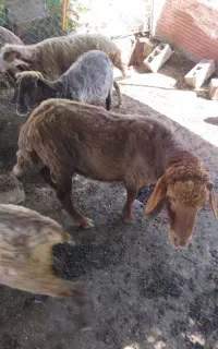 گوسفند نر نژاد دار تخمی