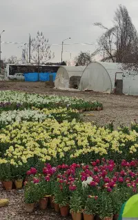 باغبانی هرس سمپاشی کود دهی طراحی باغ ویلا گلکاری