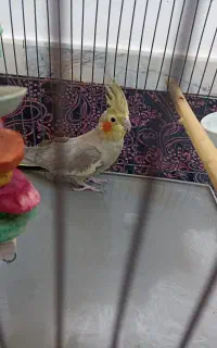 عروس هلندی ماده و نر