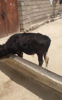 گاو