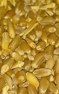 فروش گندم