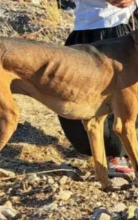 دو عدد تازی نر ۳ سال و نیمه