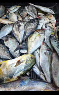 ماهی پشت سبز