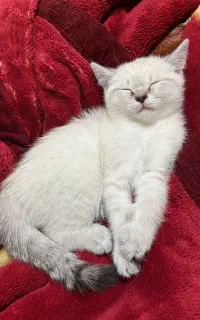 واگذاری گربه بریتیش نر