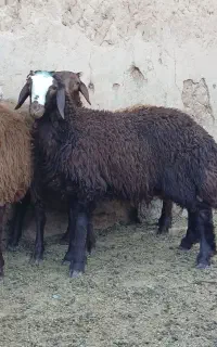 بره ماده