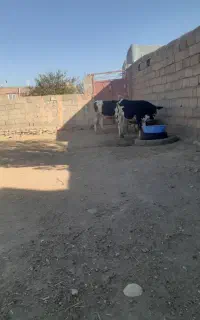 گاوه جوان