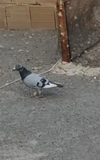 کفتر گم شده سمت خیبری