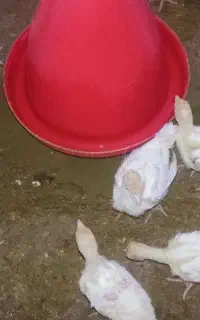 کارگر پرورش بوقلمون