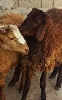 ارومیه، روستای بالستان