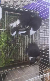 بچه خرگوش