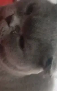 گربه گمشده