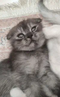 گربه