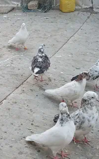 تعداد ۳۰ ۴۰ تا کفتر معاوضه با مرغ و خروس