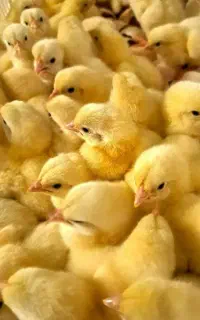 جوجه گوشتی رشد در ۴۰ روز تضمینی همراه مشاوره