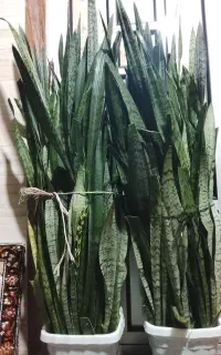 گل وگیاه