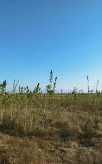 باغ در منطقه گردشگری نمین، سولا