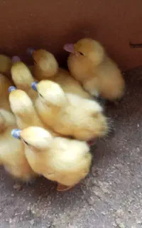 فروش جوجه اردک اسراییلی