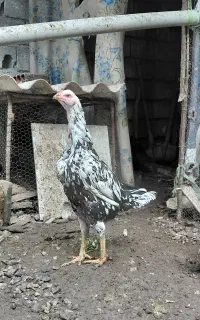مرغ لاری چیل