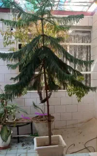 کاج مطبق