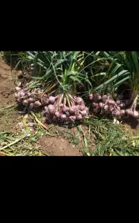 یک هکتارو۷۰۰۰مترجای گندم برای سیر