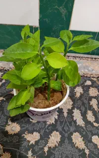 فروش گل طبیعی وزیبا