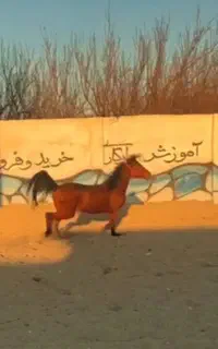 اسب عرب ایرانی بامدارک