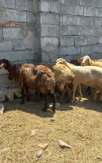۶عددگوسفند