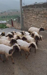 ۱۵راس شک  سنجابی دولمنی بی نظیر بااصالت