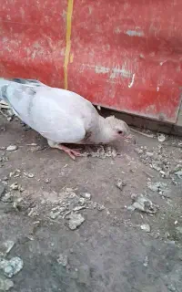 3عدد. کبوتر