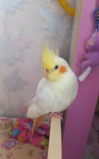 گمشده