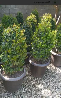 راهنمایی کارشناس و مسئول خرید گل حیاطی