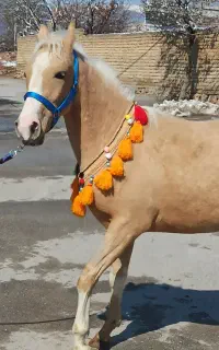 اسب مادیون عرب ایرانی