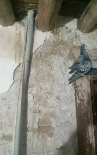 سه عدد کبوتر سبز فروشی