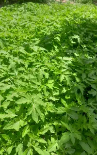 نهال گوجه
