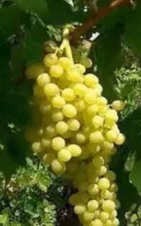 فروش یک هکتار باغ انگور صنعتی