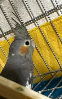 عروس هلندی نروماده