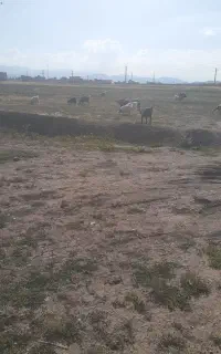 همه قصر هستن