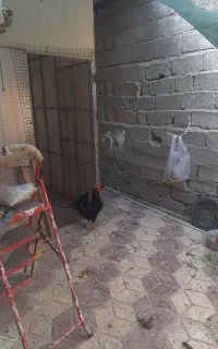 فروش ۳ عدد خروس بالغ
